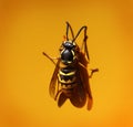 Western Yellow Jacket on yellow background