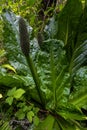 Western or Yellow Skunk Cabbage Royalty Free Stock Photo