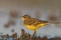 Western Yellow Wagtail