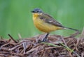 Western yellow wagtail calls from hay stack in the early morning