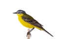 Western Yellow Wagtail isolated on white background