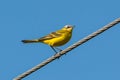 Western yellow wagtail Motacilla flava on hawser close-up blue sky background Royalty Free Stock Photo