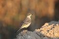 western yellow wagtail (Motacilla flava) Royalty Free Stock Photo