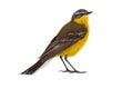 Western yellow wagtail