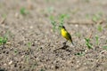 Western Yellow Wagtail in Neusiedler See National Park