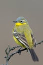 Western Yellow Wagtail