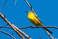 Western Yellow Wagtail Motacilla flava