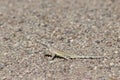 Western Zebra-tailed Lizard - Callisaurus draconoides rhodostictus - in Desert Royalty Free Stock Photo