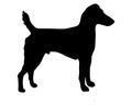 Westfalen Terrier Royalty Free Stock Photo