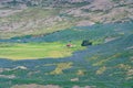 Westfjords, Iceland - July 2023: Landscape view of a small golf course surrounded by lupine wildflowers in the summer Royalty Free Stock Photo