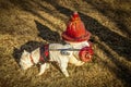 Westhighland White Terrier in red walking harness stopping for a piss at an antique red and white fire hydrant on winter afternoon