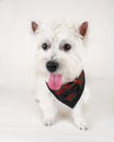 Westie Royalty Free Stock Photo