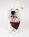 Westie Royalty Free Stock Photo