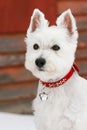 Westie Royalty Free Stock Photo