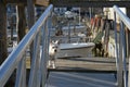 Westie on Boat Dock