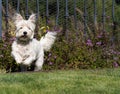 Westie Dog Running, West Highlander White Terrier Royalty Free Stock Photo