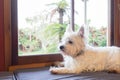 Westie dog: west highland white terrier on window seat guarding