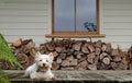 Westie dog by a woodpile