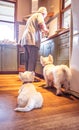 Westie dogs begging for food as retired senior male cooks in kit