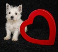 Westie Puppy Royalty Free Stock Photo