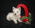 Westie Puppy Royalty Free Stock Photo