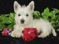 Westie Puppy Royalty Free Stock Photo