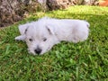 Westie puppy: baby west highland white terrier dog on grass lawn Royalty Free Stock Photo