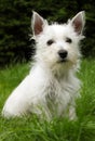 Westie puppy on grass Royalty Free Stock Photo