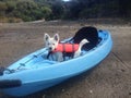 Westie puppy in kayak with lifejacket or life vest