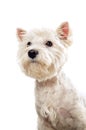 Westie terrier portrait Royalty Free Stock Photo