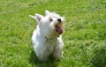 Anxcious westie on the moan Royalty Free Stock Photo