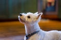 Westie west highland terrier dog in profile in kitchen looking up begging for food Royalty Free Stock Photo