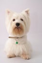 Westie (West Highland White Terrier) Royalty Free Stock Photo