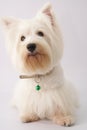 Westie (West Highland White Terrier) Royalty Free Stock Photo