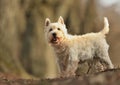 Westie. West Highland White terrier. Royalty Free Stock Photo