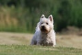 Westie. West Highland White terrier standing in the grass Royalty Free Stock Photo