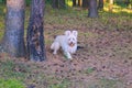 Westie. West Highland White terrier standing on a walk in the forest park. Portrait of a white dog. Royalty Free Stock Photo