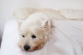 Westie on a white bed Royalty Free Stock Photo