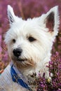 West white highland terrier in a field