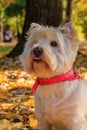 West Highland White Terrier sitting in the park with autumn leaves.