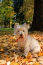 West Highland White Terrier sitting in the park with autumn leaves.