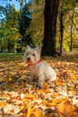 West Highland White Terrier sitting in the park with autumn leaves.