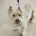 Westies Terrier