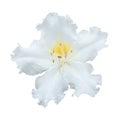 Westland`s rhododendron Ludwigianum Hoss flower on white background