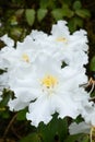 Westland`s rhododendron Ludwigianum Hoss white flower