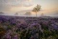 Westleton Heather Royalty Free Stock Photo