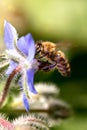 Westliche Biene oder echte Honigbiene fliegt an eine BlÃÂ¼te,