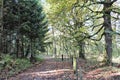 Westminster Abbey Scenic Woodland