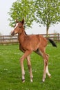 Westphalian foal Royalty Free Stock Photo