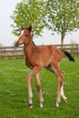 Westphalian foal